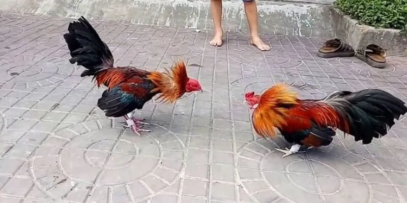 Sơ lược về đá gà KWIN là gì?