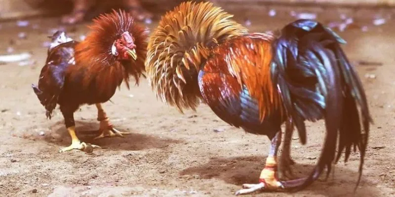 Tổng hợp trận đấu đá gà KWIN kịch tính